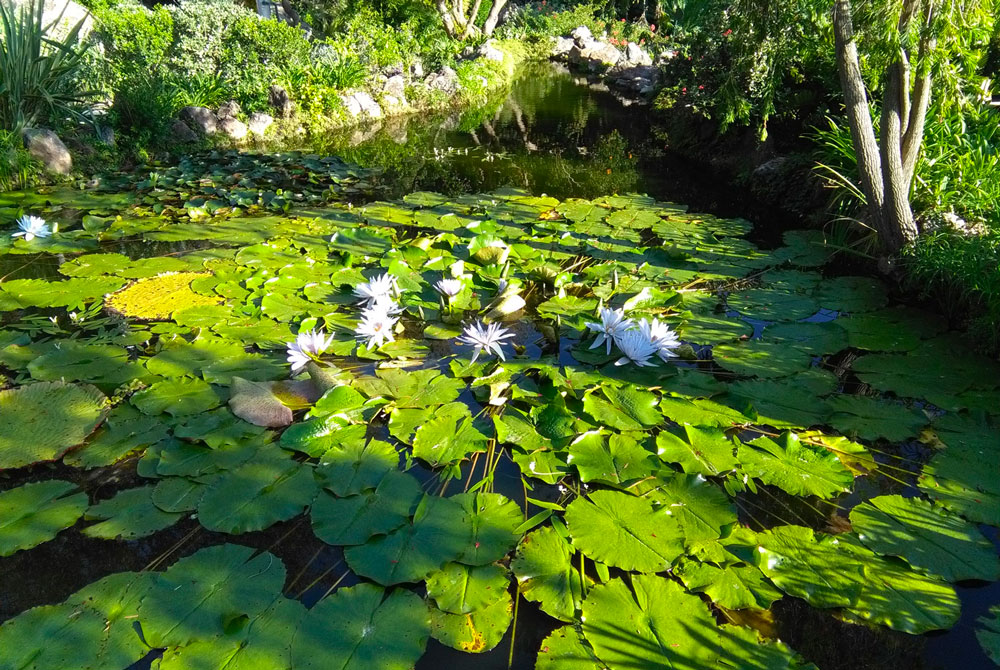 Tour Giardini la Mortella
