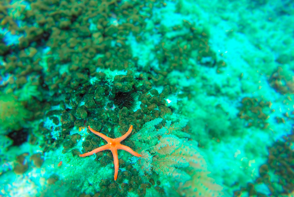 Tour Snorkeling